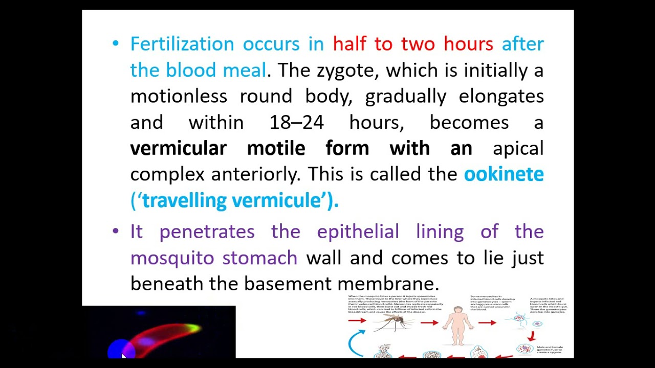 Lecture 8 Malariae Sp  تكملة