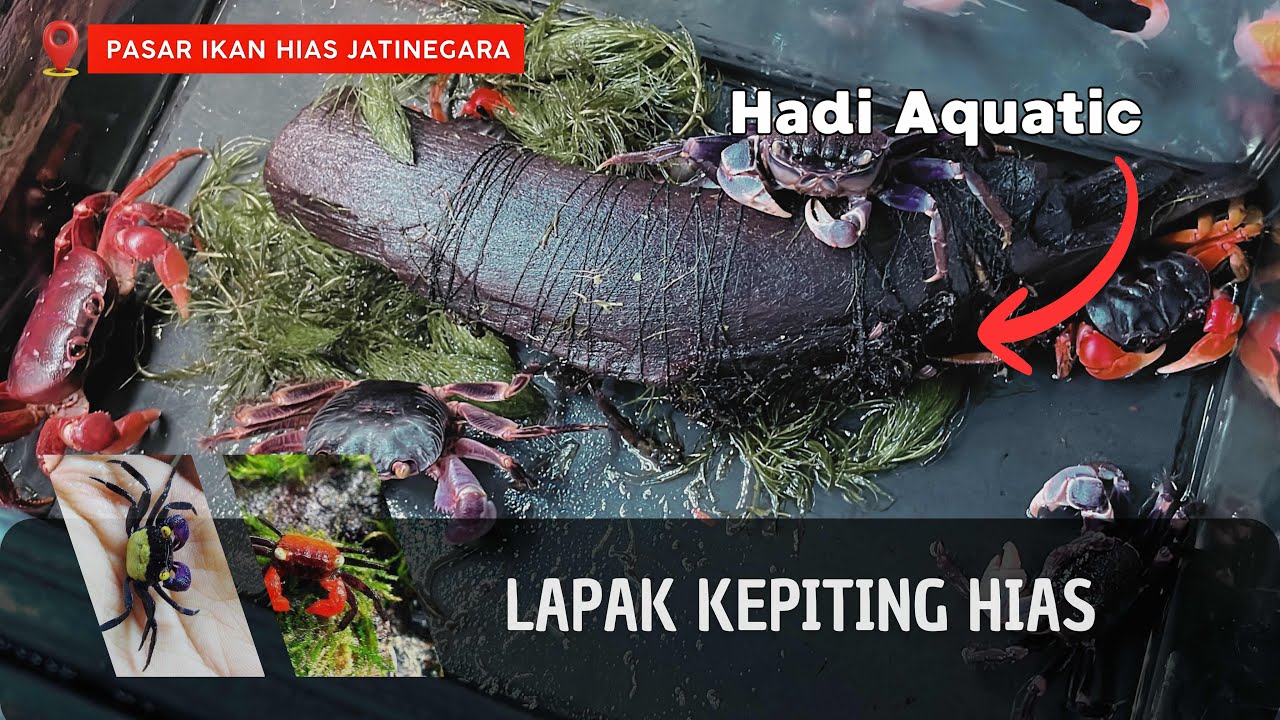 Lapak Hadi Aquatic Jatinegara &ndash; Surga Kepiting Hias Unik & Langka!
