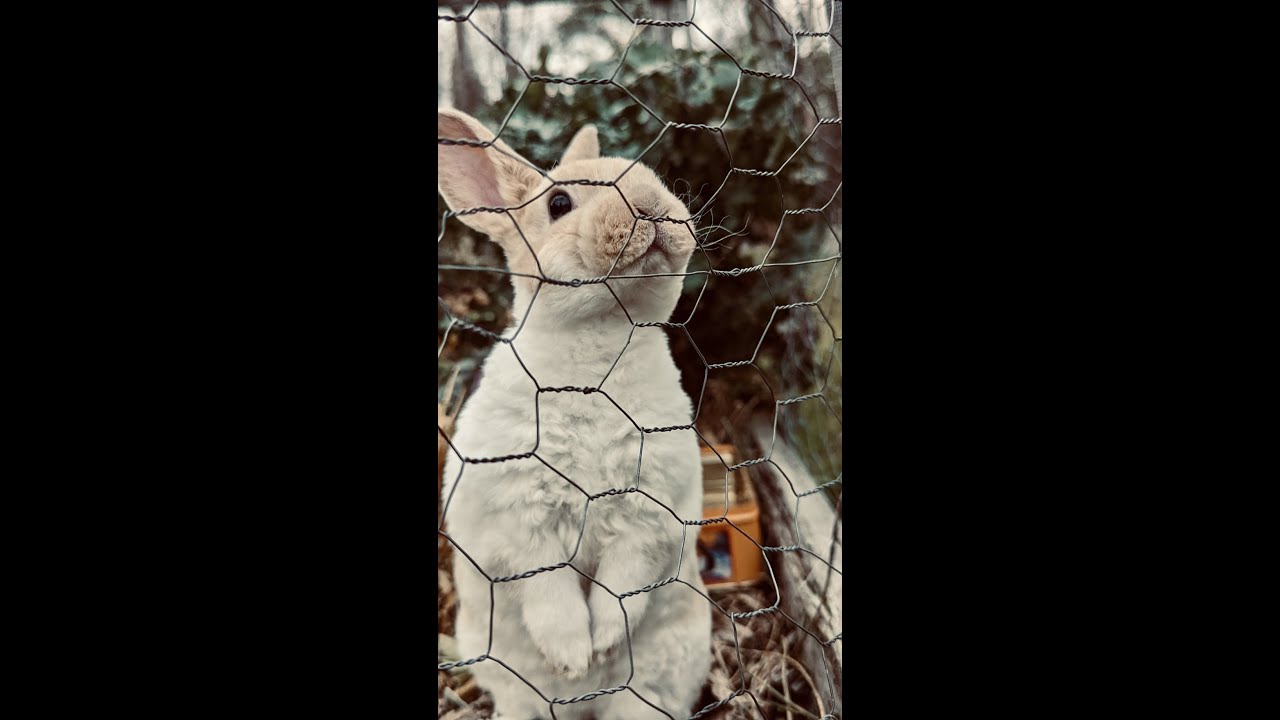 A day in the life of a busy bunny rabbit