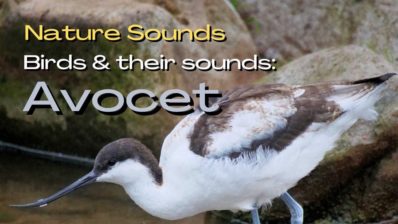 Avocet - Bird Song Identifier. Do you know the sound of this Bird? Field Recording : Nature Sounds.