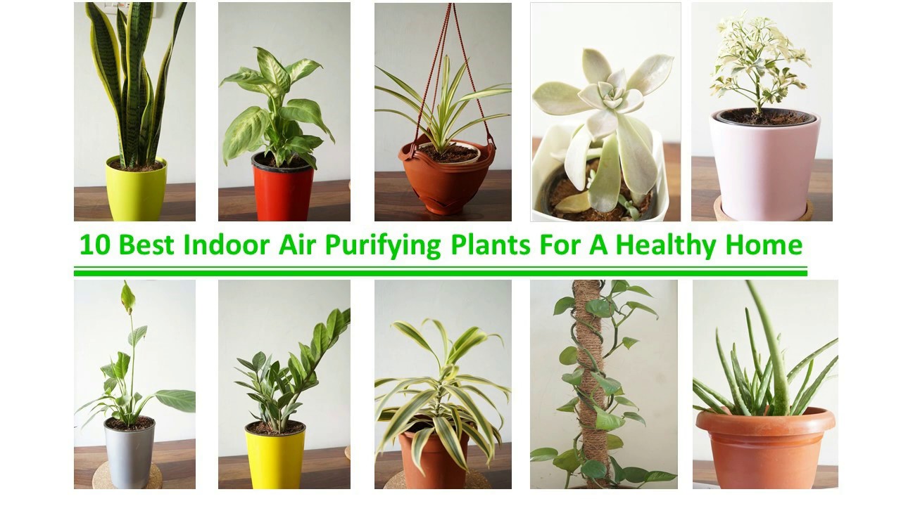 10 Best Indoor Air Purifying Plants For A Healthy Home | Low Maintenance Indoor Plants | In Telugu