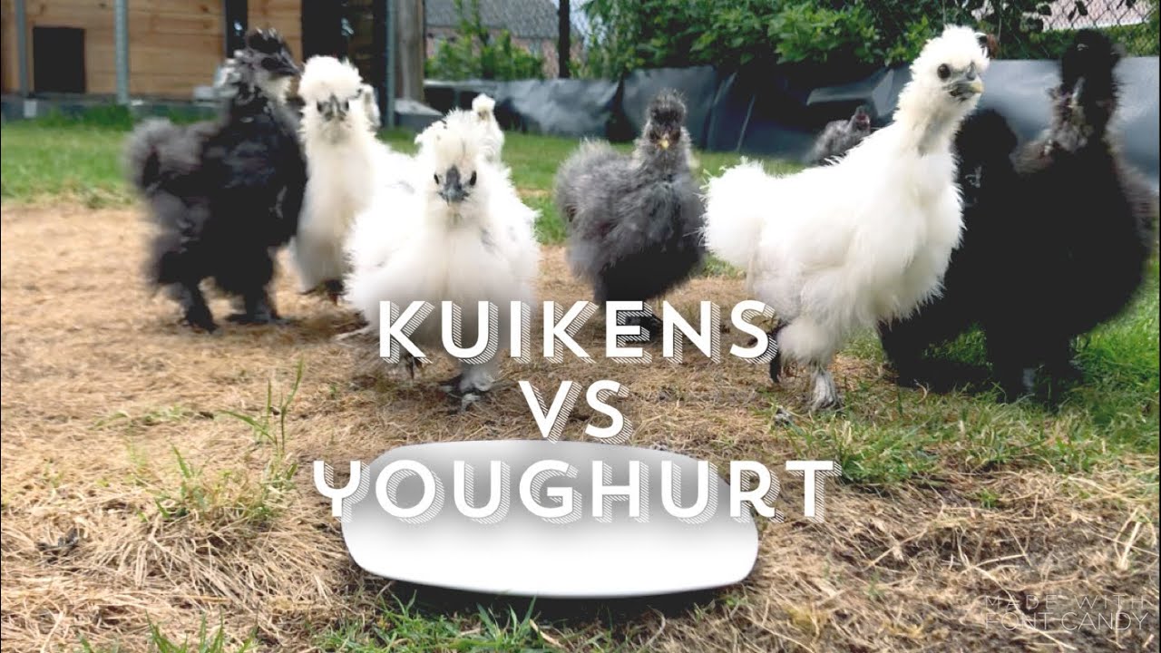 Zijdehoenders en youghurt deel 1