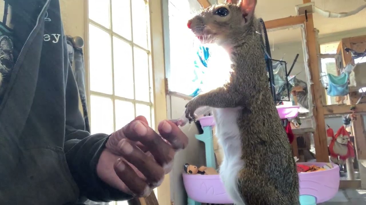Rub da Mouse