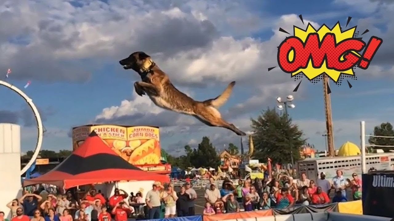 RECOPILACIÓN PASTOR BELGA MALINOIS ⚡ LA INCREÍBLE AGILIDAD DEL PASTOR BELGA MALINOIS!!!🤯