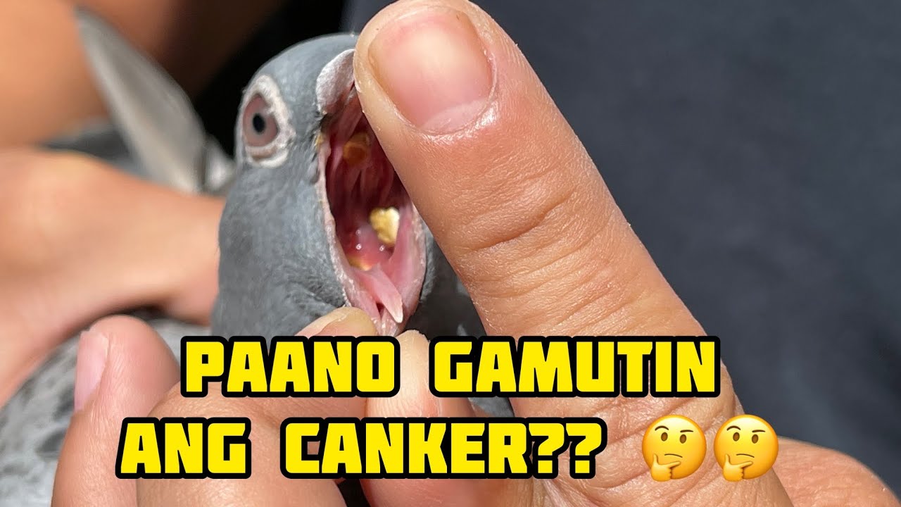 PAANO GAMUTIN ANG CANKER NG KALAPATI? HOW TO CURE THE CANKER? 🤔🤔🤔