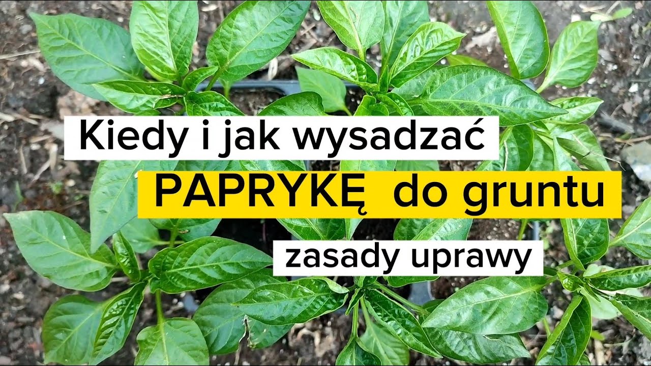 Kiedy i jak wysadzać paprykę do gruntu. Zasady uprawy papryki. Dobre sąsiedztwo. Naturalne opryski.