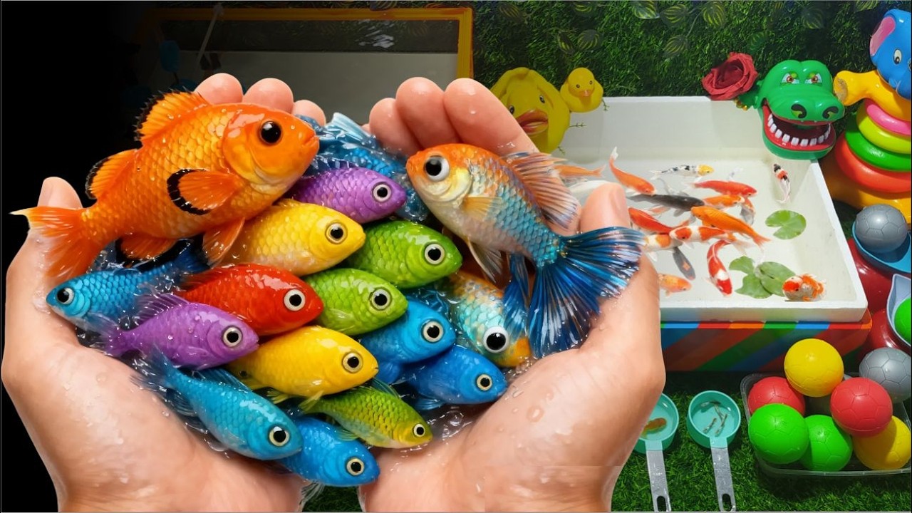 Wonderful Unboxing Ikan Hias Warna-Warni — Ikan Koi, Molly, Cupang, Sepat & Komet! Campur Jadi Satu!