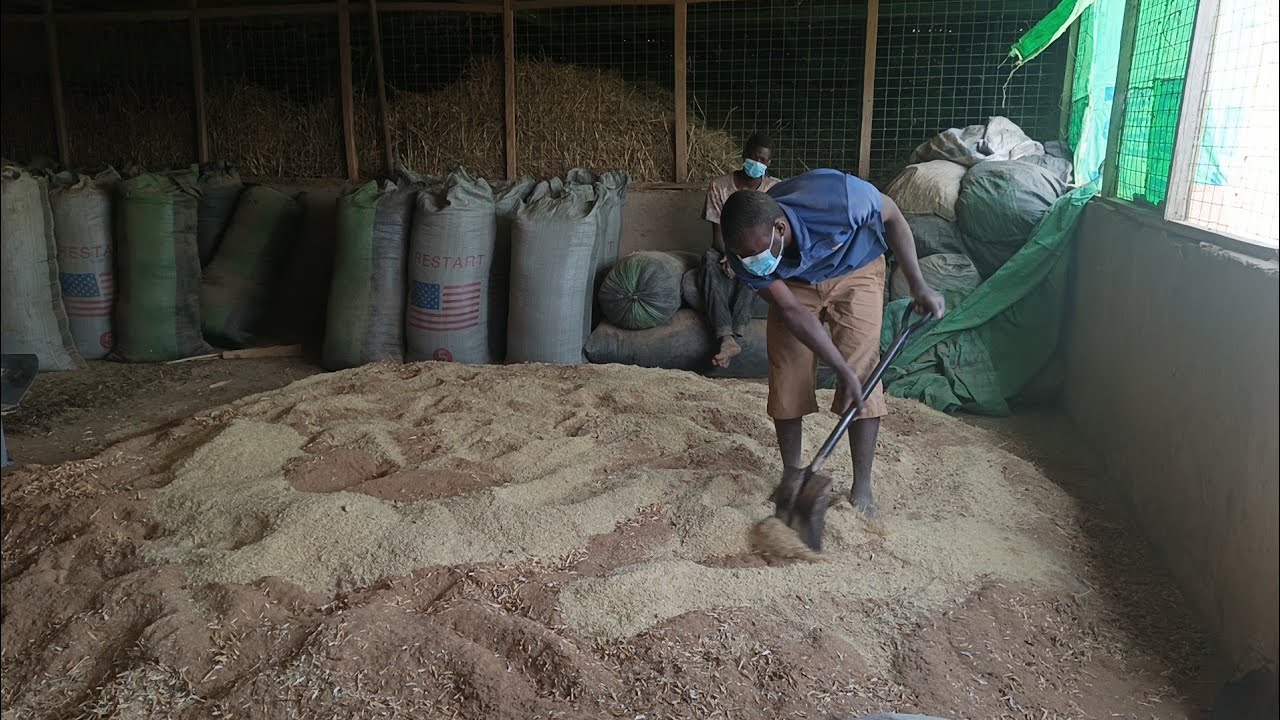 This feed is high in protein and carbohydrate | Livestock feed