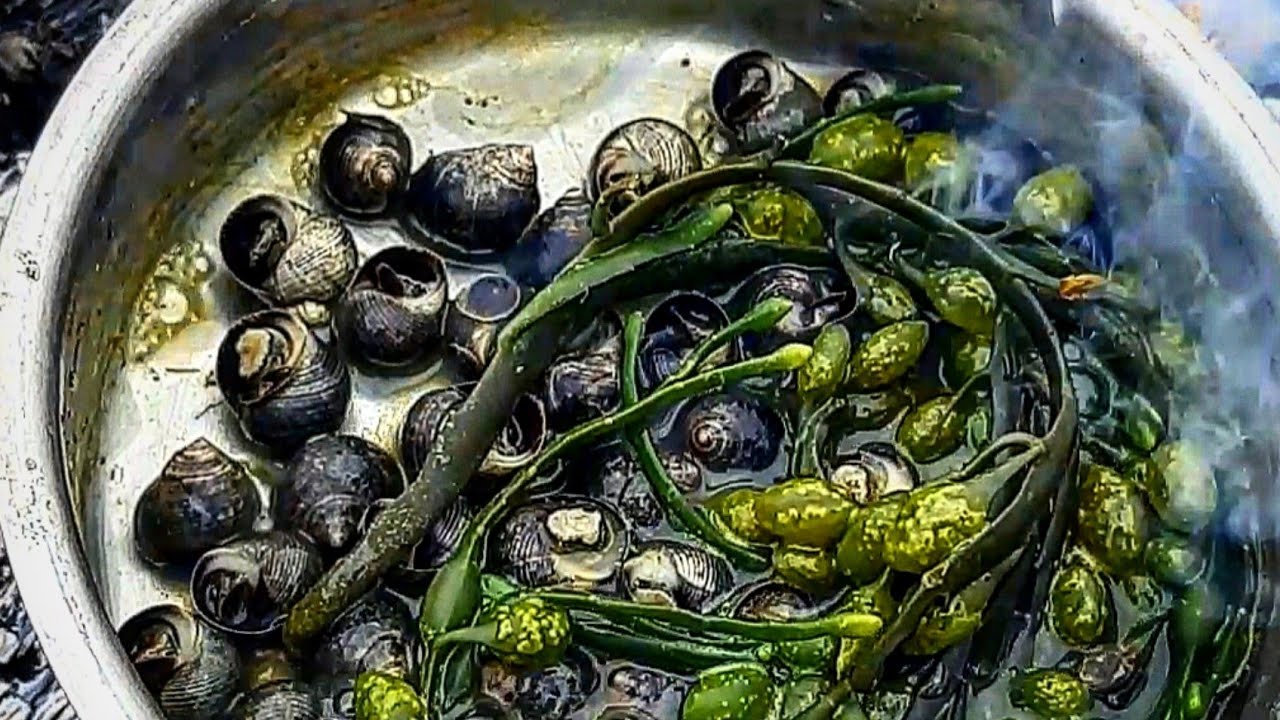 Seafood Forage and Survival: How To forage and cook Periwinkles