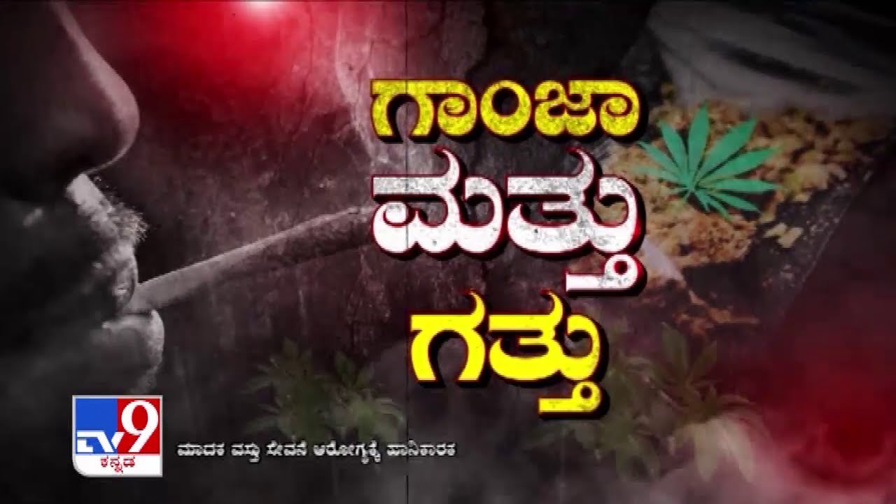 Ganja Mattu Gatthu: Is ganja a medicine or drug | For and against argument over Cannabis