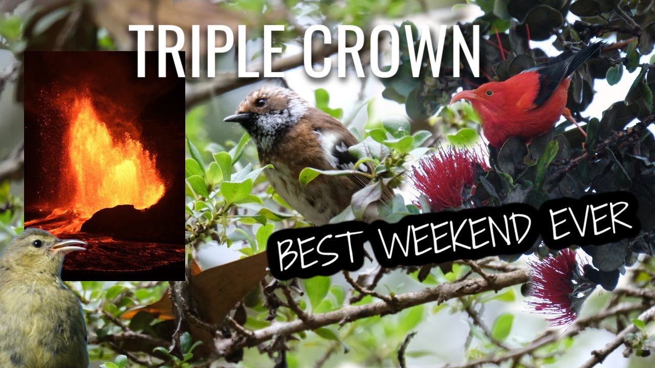 Epic weekend - Birding and Kilauea eruption in Big Island Hawaii