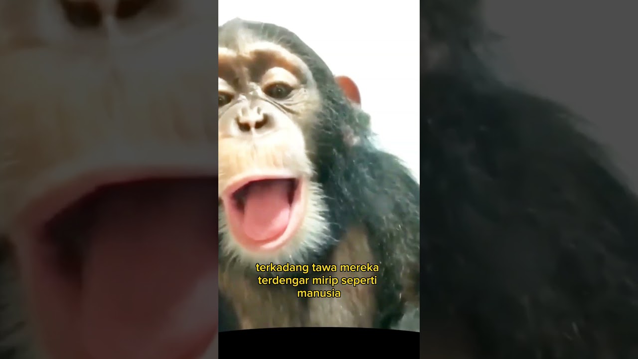 Simpanse Bisa Tertawa Layaknya Manusia