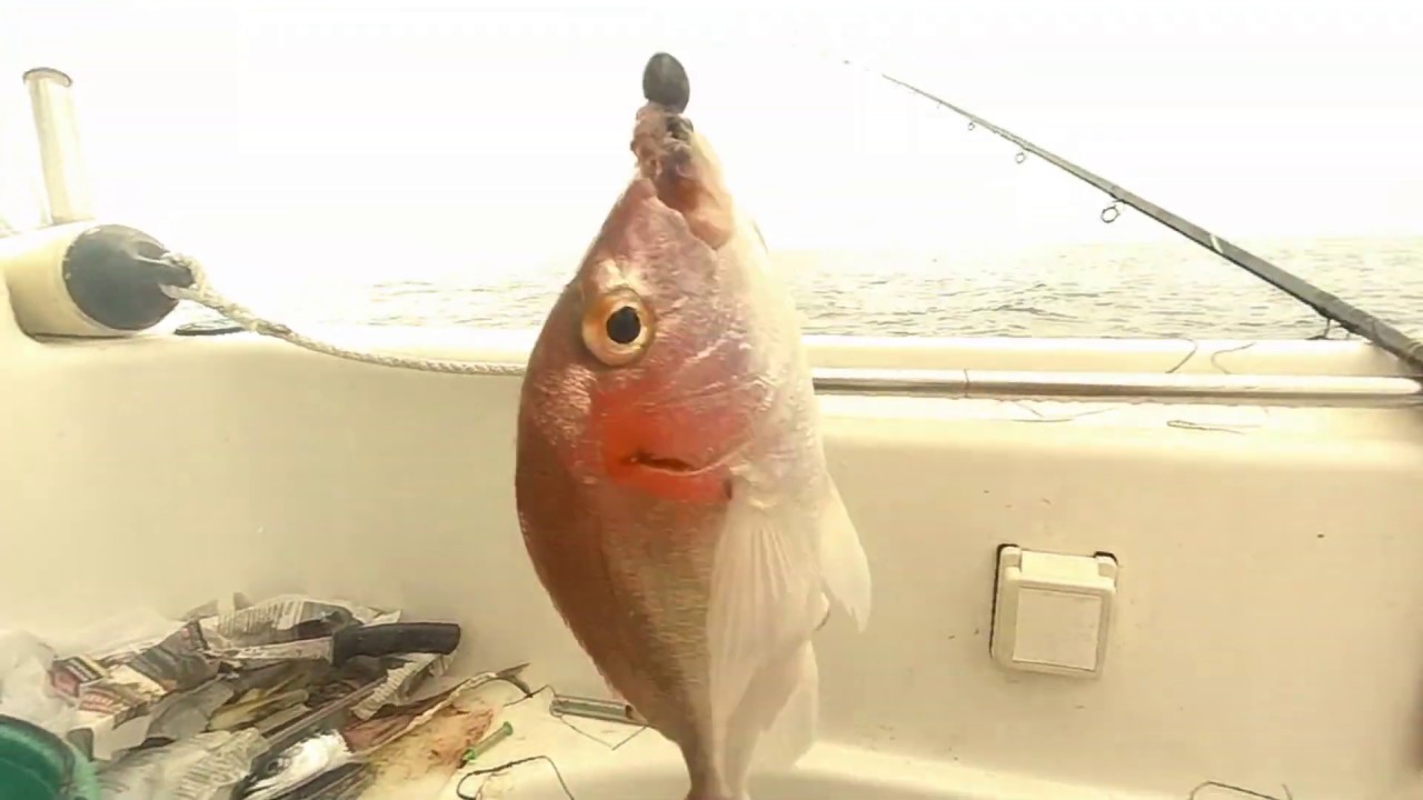 15 Minutos à pesca com iscadas e captura de 2 Bicas