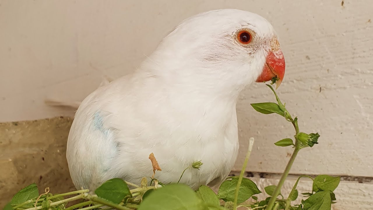 Princess of Wales Sittich Infovideo 🐦