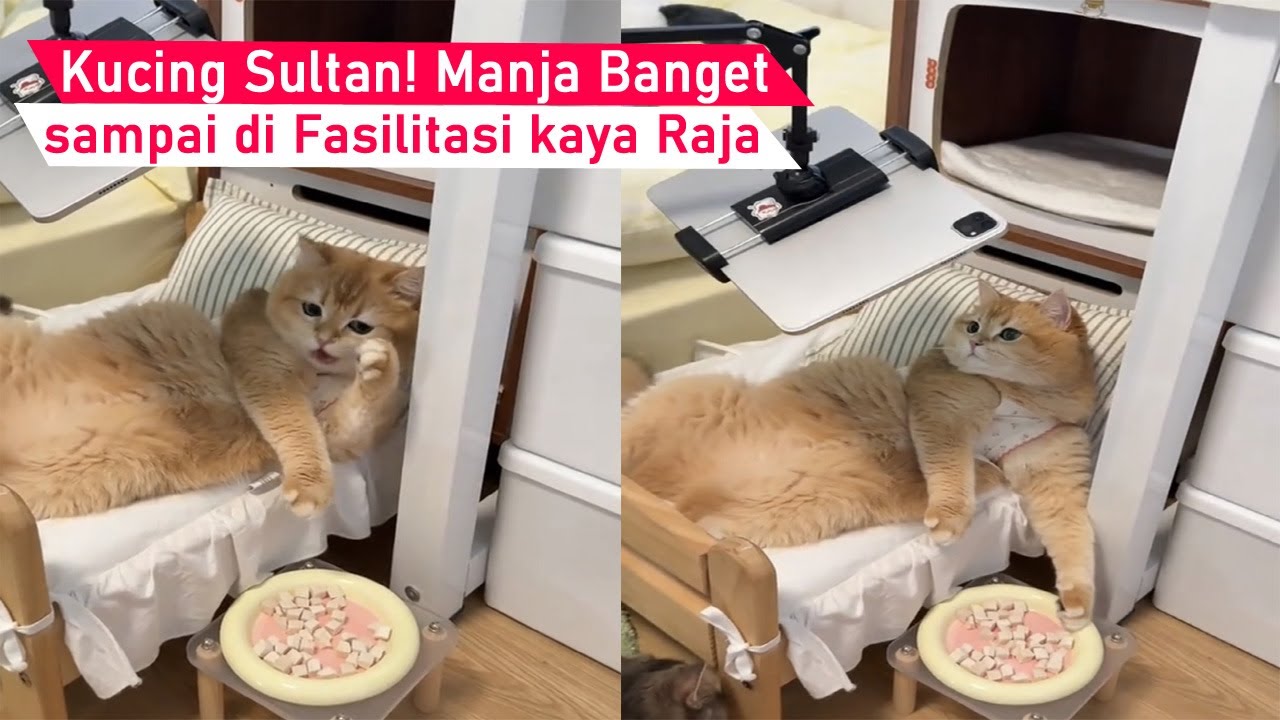 BIKIN GEMES! kucing Sultan Manja Banget sukanya Nonton Film sambil makan/kompilasi kucing Lucu