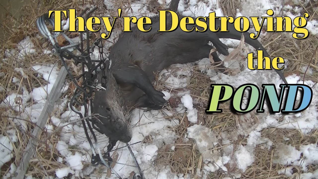 Pond Trapping Otter & Beaver