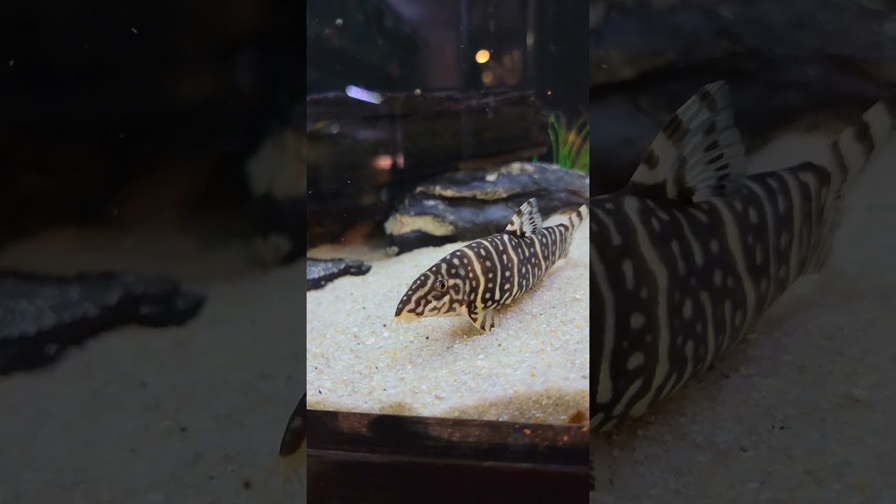 Zebra Loach