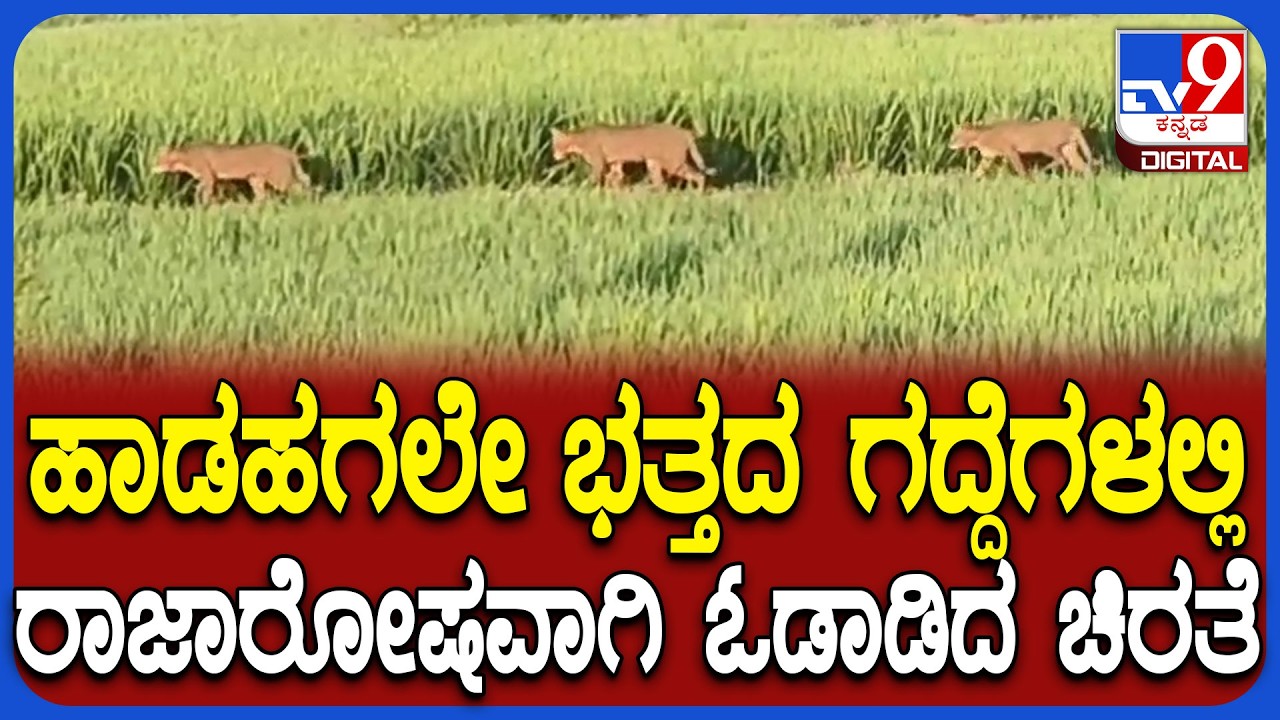 Leopard near village: ಗಂಗಾವತಿಯ ಮಲ್ಲಾಪುರ ಗ್ರಾಮದ ಬಳಿ ಹಾಡಹಗಲೇ ಕಾಣಿಸಿಕೊಂಡ ಚಿರತೆ    | #TV9D
