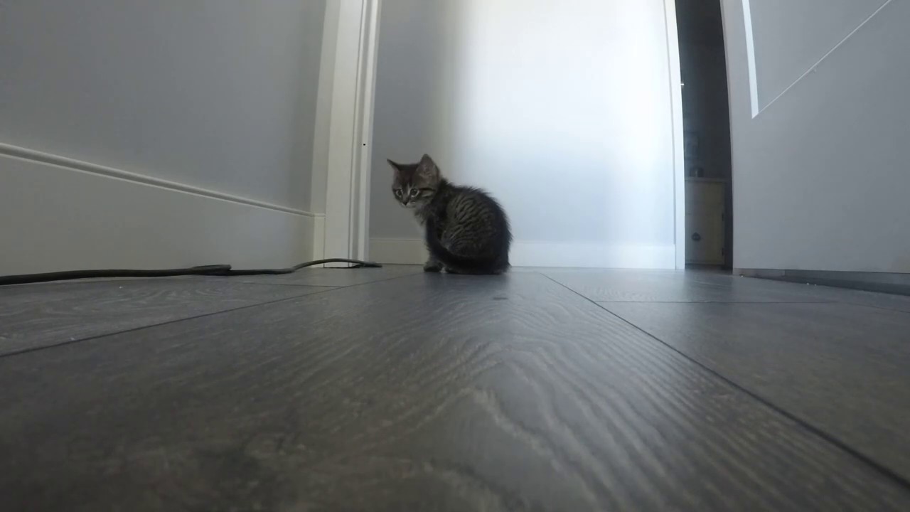 All cats hate vacuums