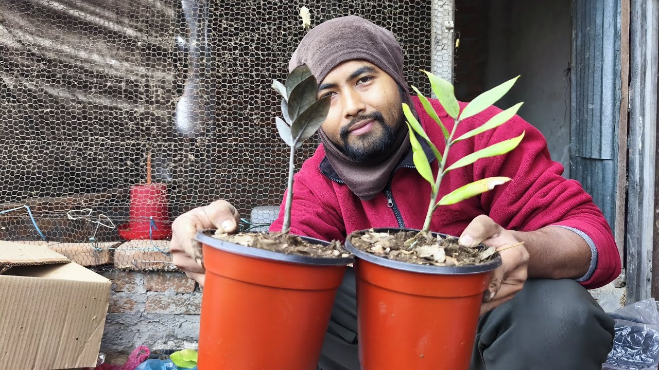 Zz plant लाई मैले आज सानोसानो गमलामा सार्दै!@PalungtarNursery 