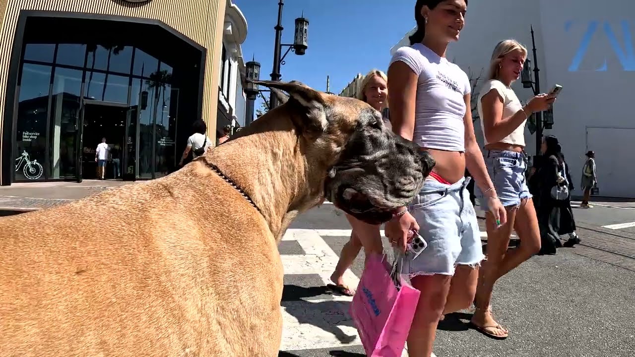 Cash 2.0 Great Dane at The Grove and Farmers Market in Los Angeles 102