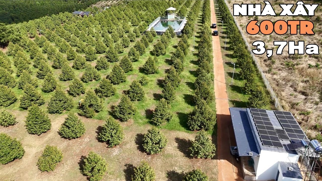 Nhà Vườn Sầu Riêng Thái 650 Cây Siêu Đều Đẹp . Điện Năng Lượng Mặt Trời , Hồ Chứa Nước Khổng Lồ