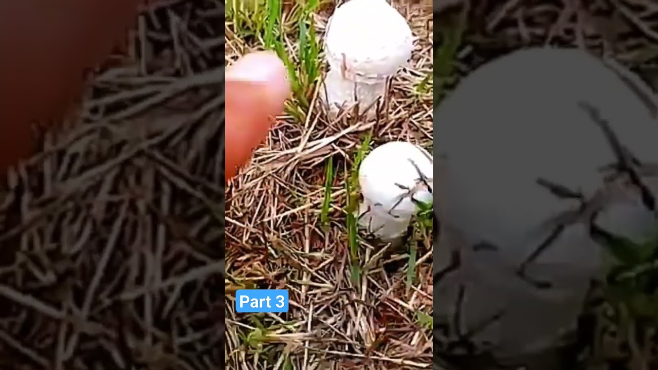 Part 3 Primary, Secondary & Tertiary Mycelium of Basidiomycetes. Understanding in one lecture#varity