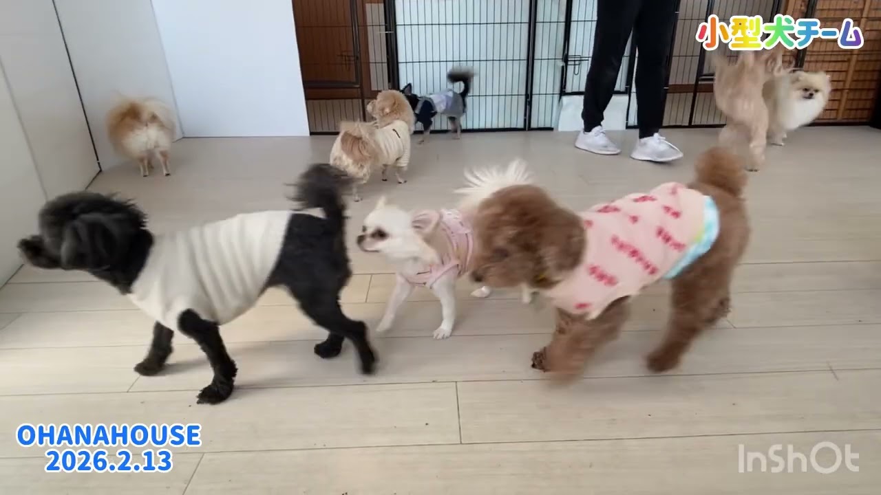 広場あそび（小型犬）