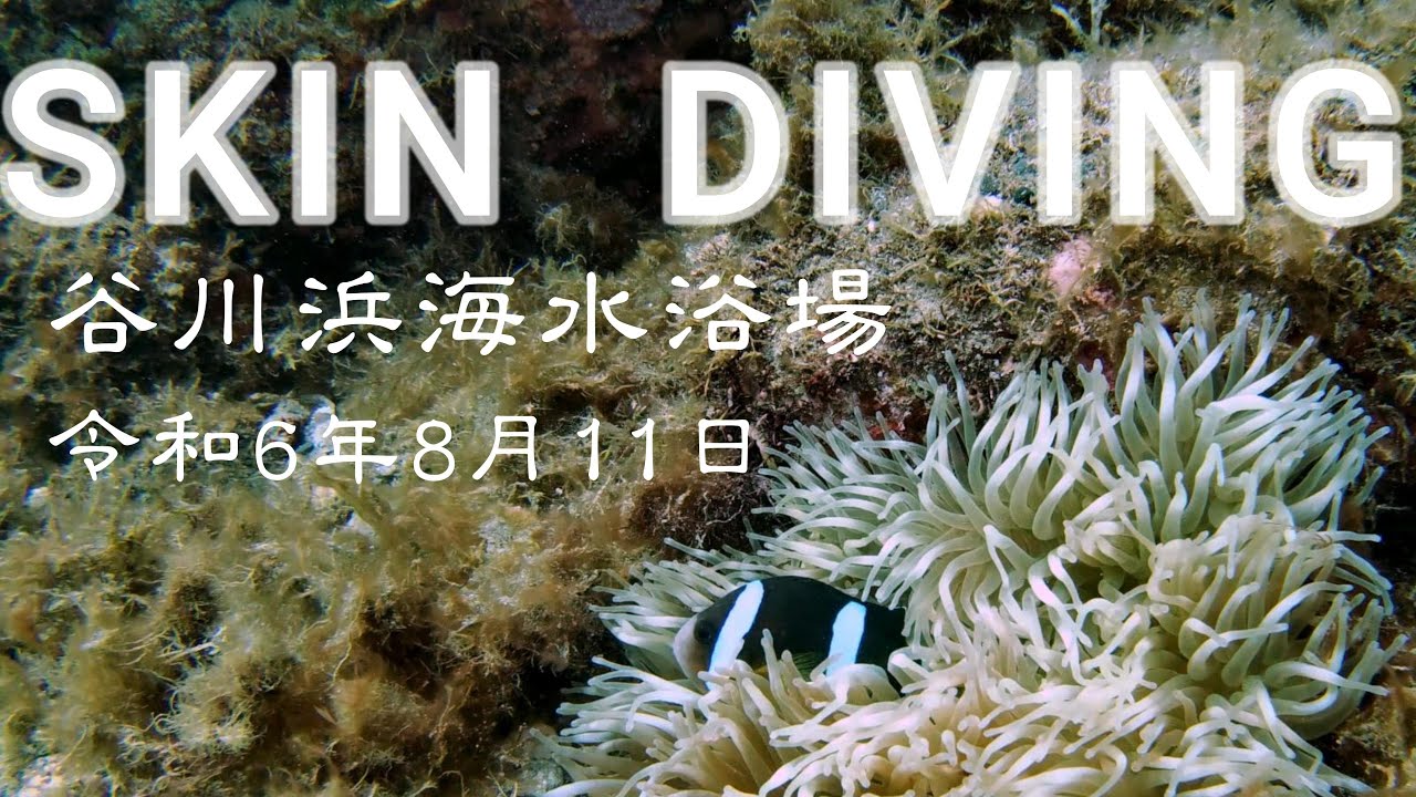 SKIN  DIVING　谷川浜海水浴場（令和6年8月11日）