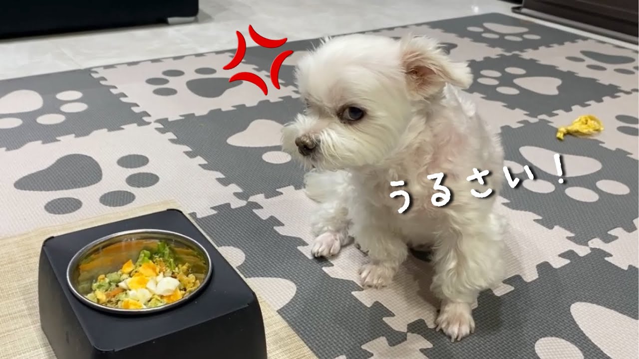 大好物を目の前にしてママにブチ切れる犬