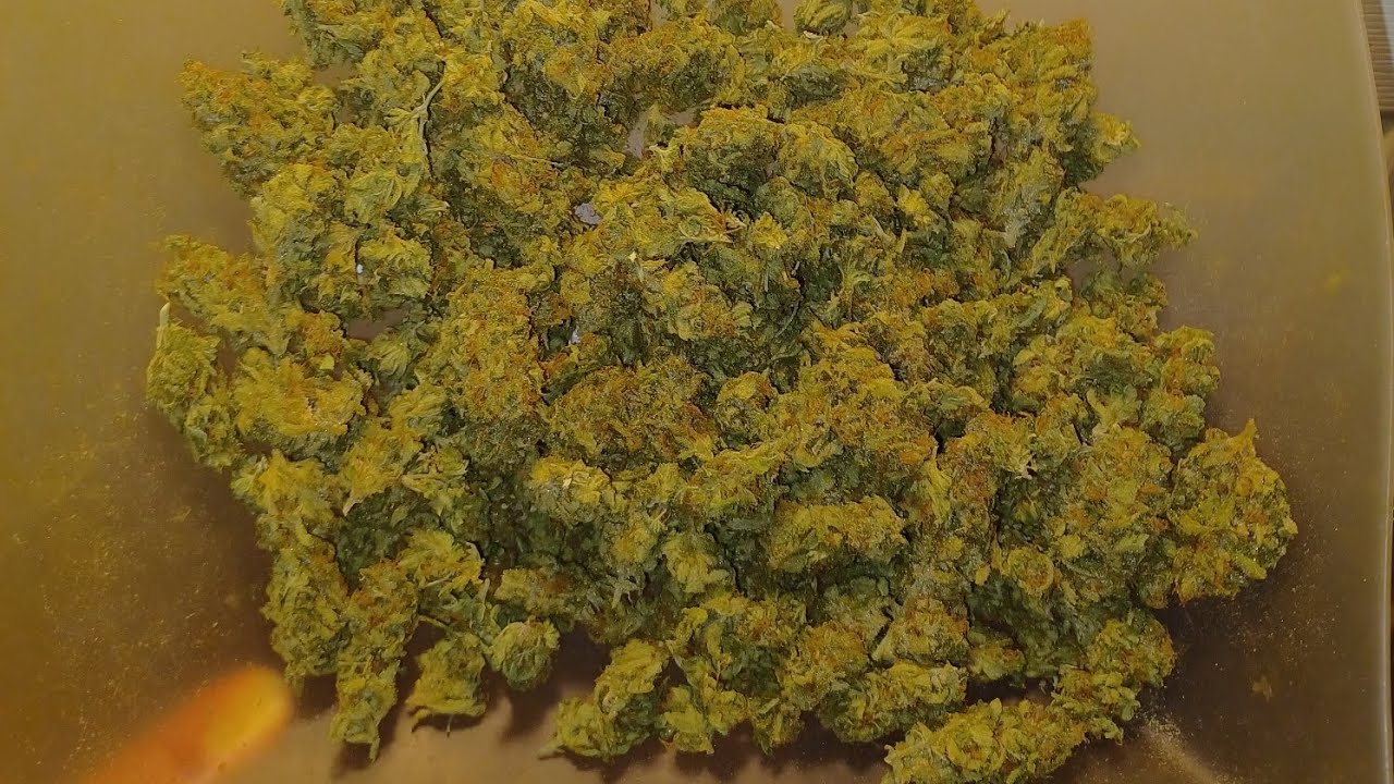 Casey's Rollex OG final weight medical marijuana grow DutchFem Seeds Spider Farmer G5000/UVR40 Grow👀
