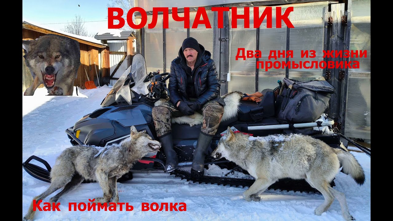 В ГОСТЯХ  У ВОЛЧАТНИКА  На ВОЛКА с ГОЛЫМИ РУКАМИ  Технология постановки самолова