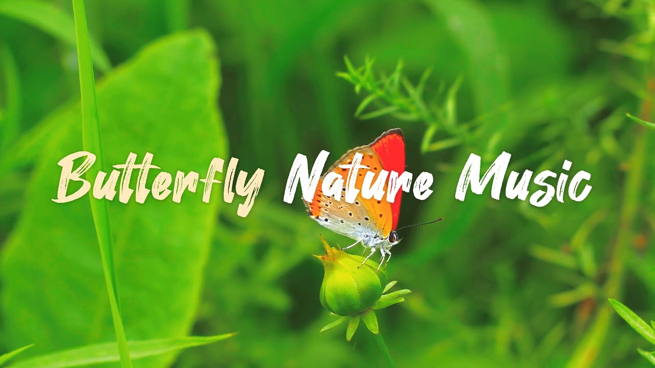 🦋 ButterflyCalm | Soft Instrumental Music & Peaceful Nature | ดนตรีบรรเลง ผีเสื้อ ธรรมชาติผ่อนคลายใจ