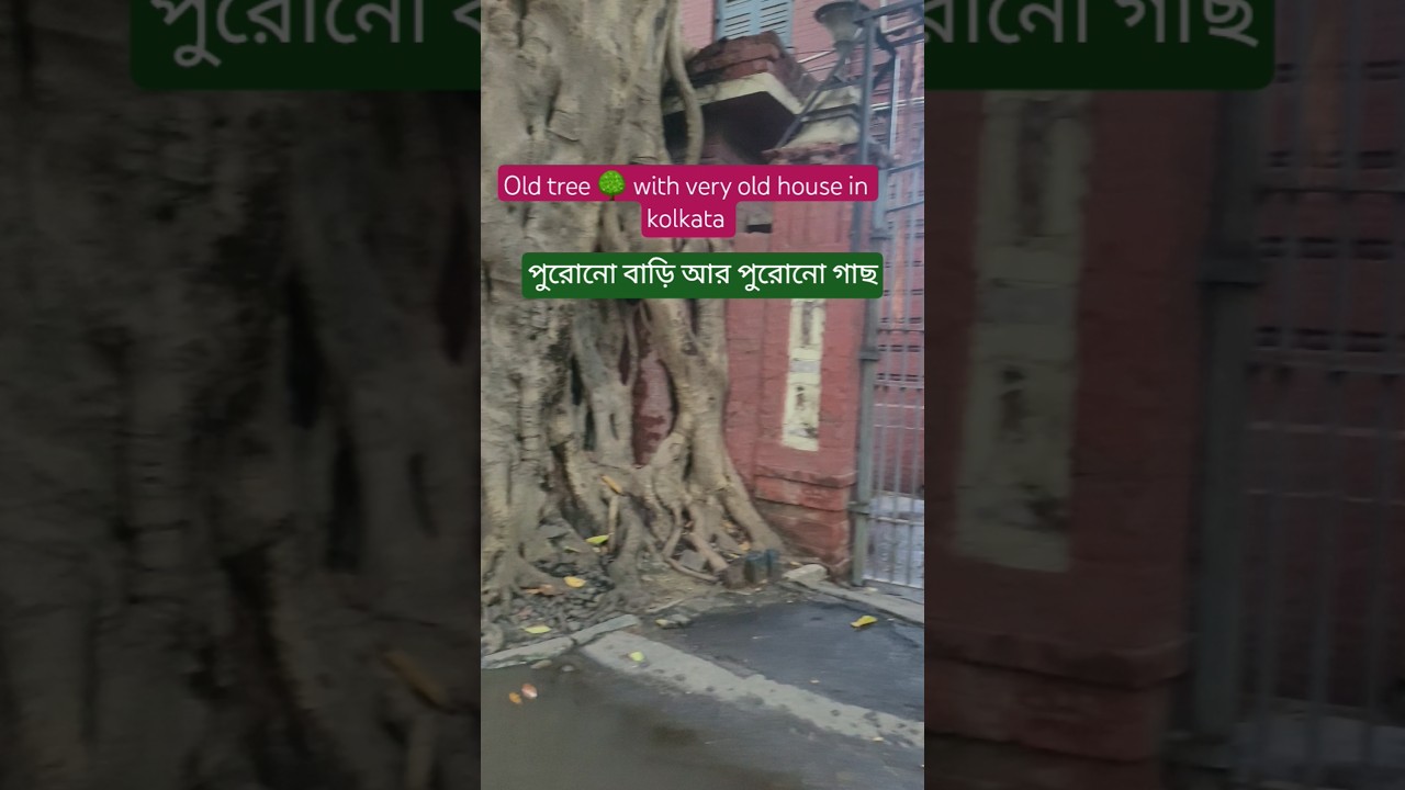 Old tree & old house,kolkata 
