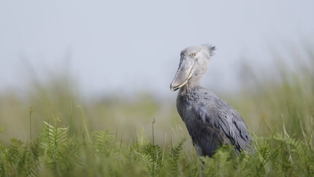 Spill the Beans - Behind the Scenes with Black Bean documenting Uganda's Shoebill Stork