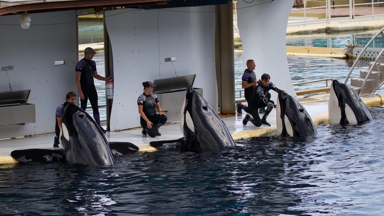 marineland compilation 1 (READ DESCRIPTION)