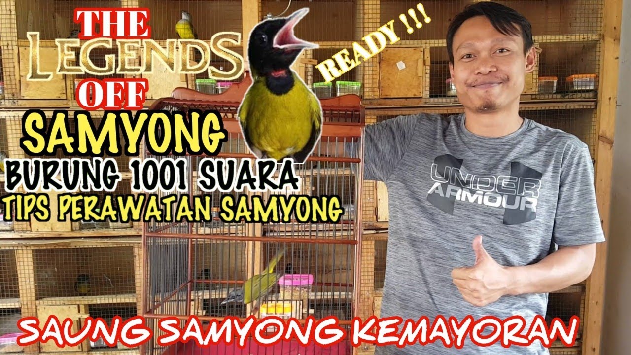 READY !!! SAMYONG & TIPS PERAWATANNYA. BERSAMA MAS YOGA