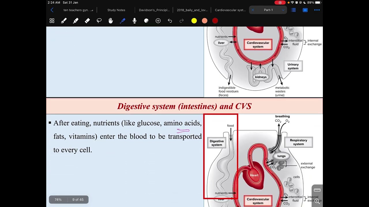 Cardiovascular system lec.1 