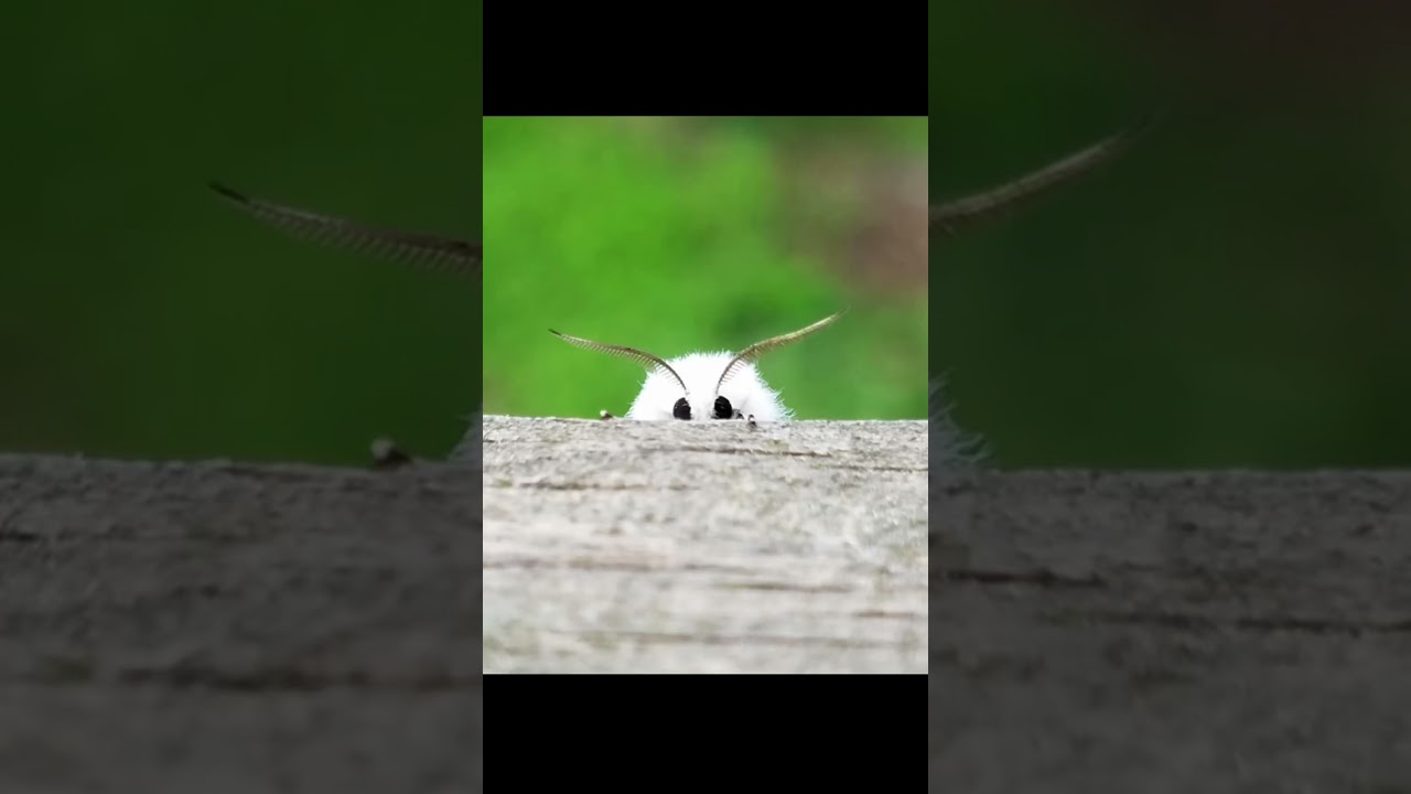This video will CURE your FEAR of BUGS 🐛
