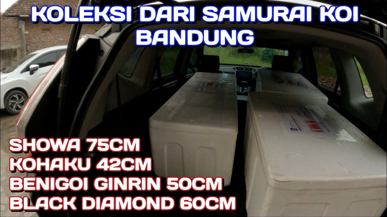 4 EKOR IKAN KOI MASUK DARI SAMURAI KOI BANDUNG | SHOWA KOHAKU BENIGOI GINRIN BLACK DIAMOND