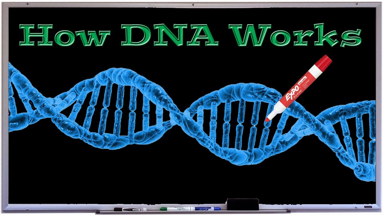 How DNA Works | Simply Explained