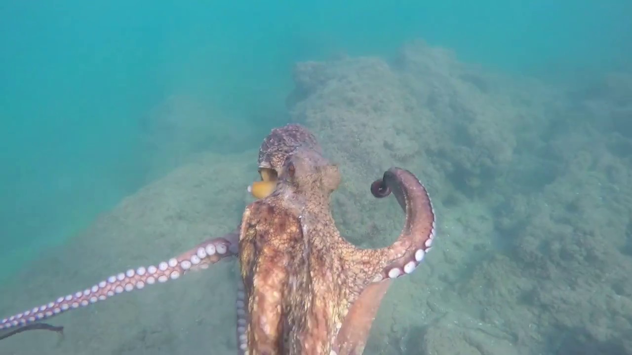 PESCA SUBMARINA CEFALOPODOS