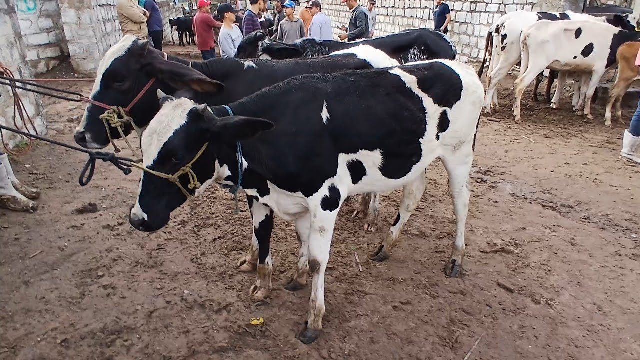 FEIRA DAS BEZERRAS LEITERAS EM CAPOEIRAS PERNAMBUCO 27 de fevereiro de 2026