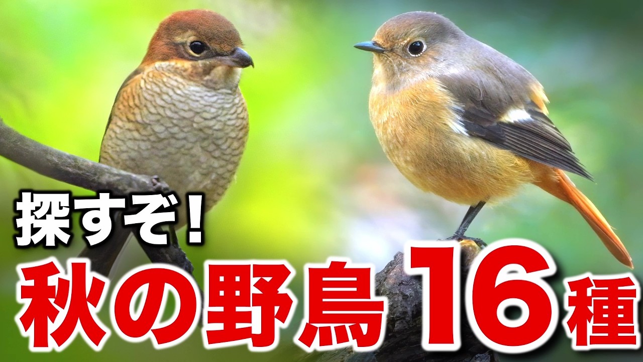 息をのむ美しさ。野鳥たちが見せてくれた奇跡の瞬間！