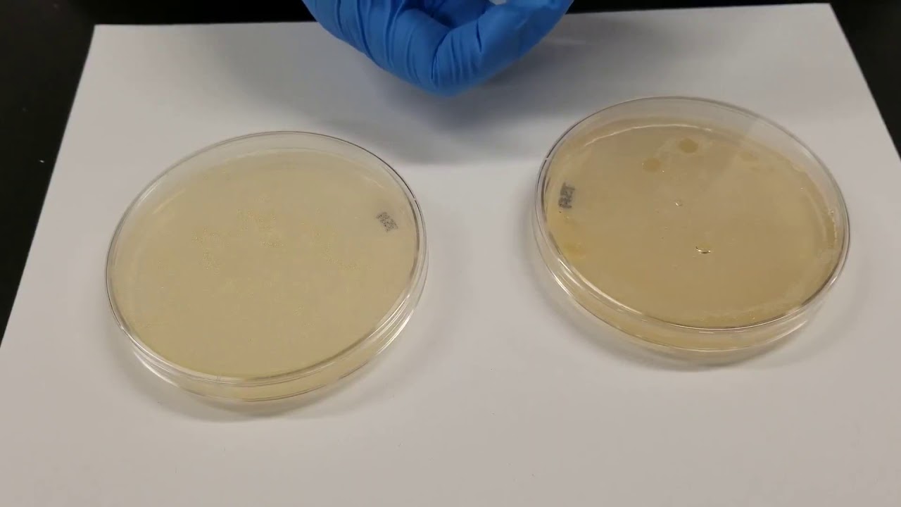 Catalase Production
