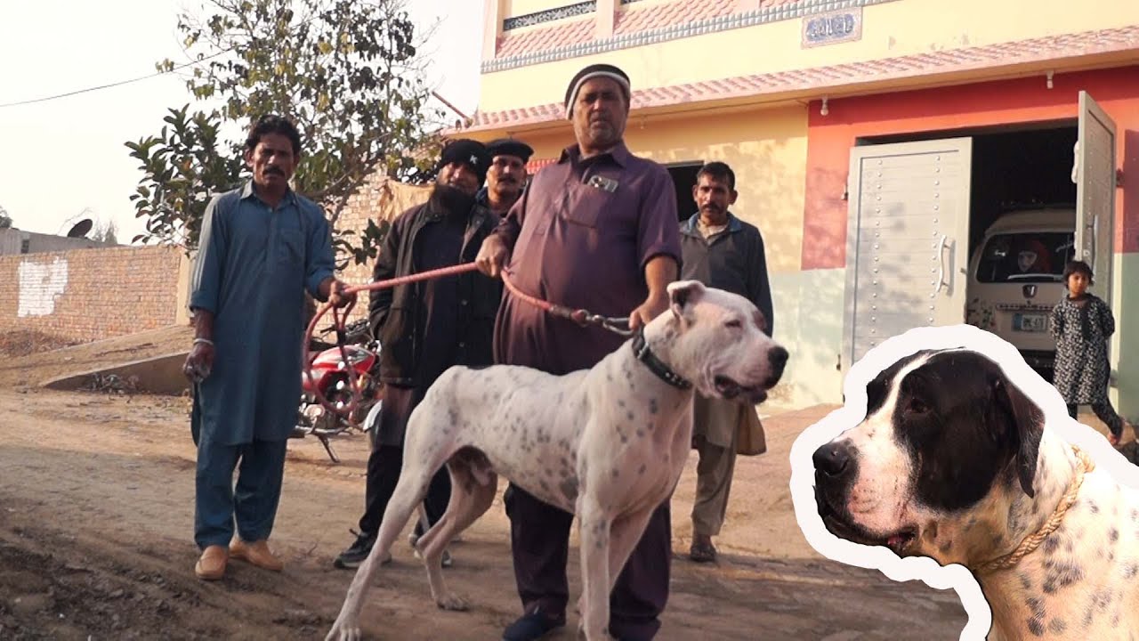 Pakistani Bully 2 Dogs Pakistani 2 Bully Kutta