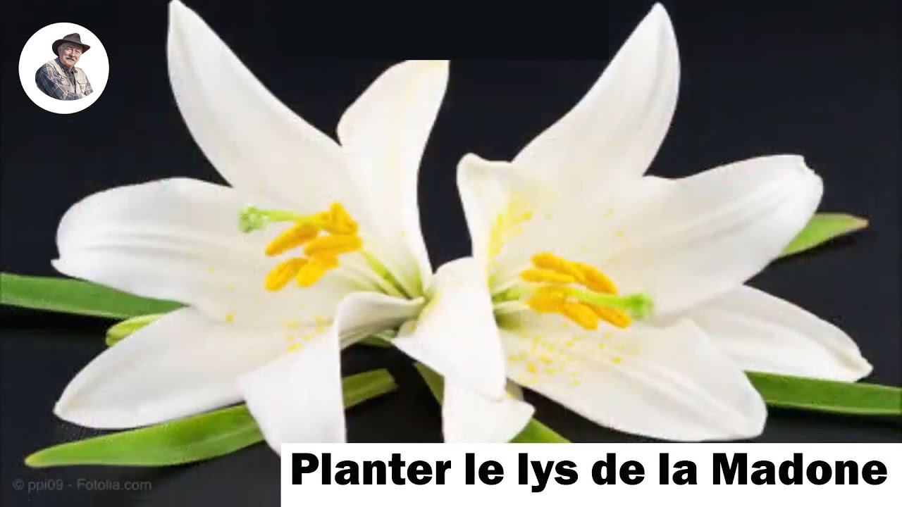 Planter le lis blanc ou  lys de la Madone