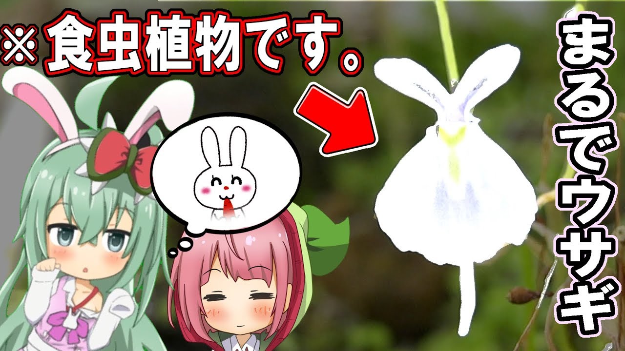 ウサギにしかみえない食虫植物！ウサギゴケ【食虫植物TV】