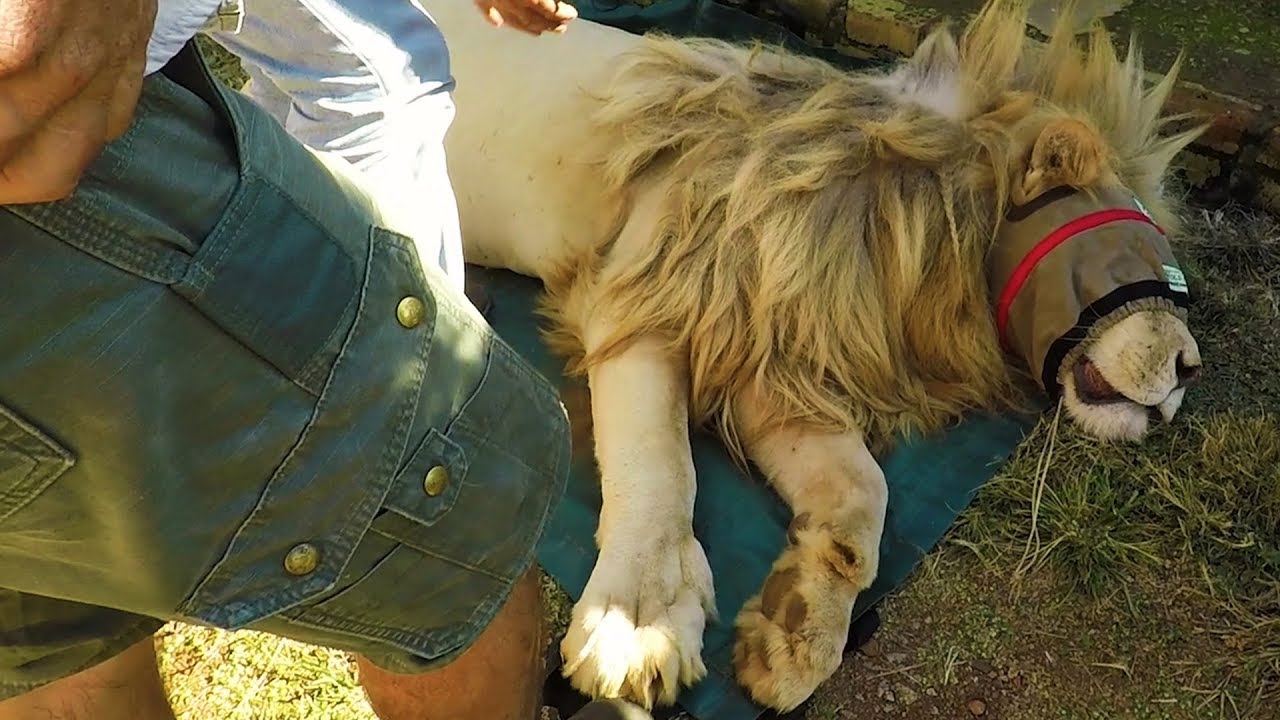 INGROWN Claws | The Lion Whisperer