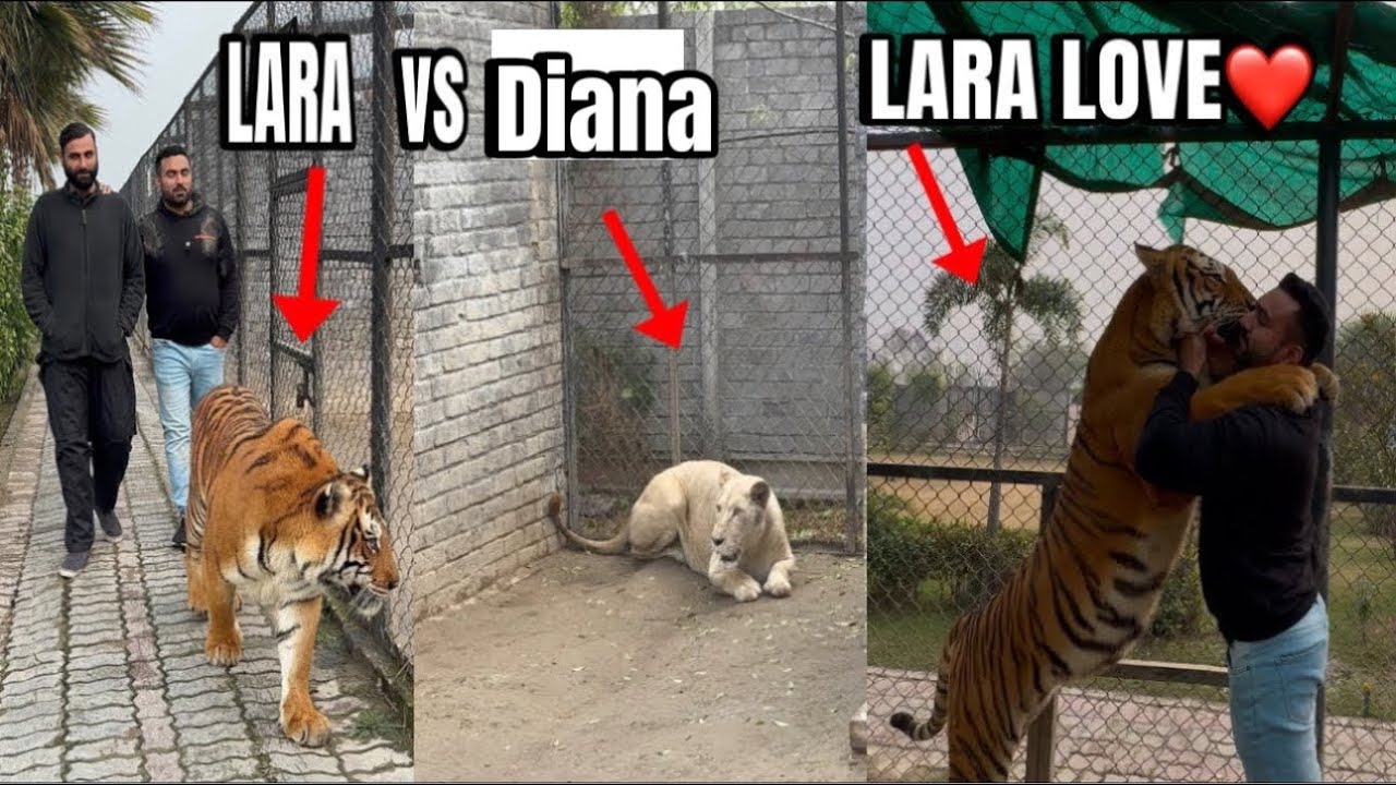 Lara Tigeres Naraz Ho Gai 🐅😱|Lara Tigeres ko Snow Liones se milawaya 🐅🦁😘🥰